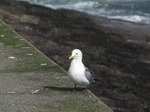 SX02974 Gull on Dunmore East harbour wall - Kittiwake (Rissa Tridactyla).jpg